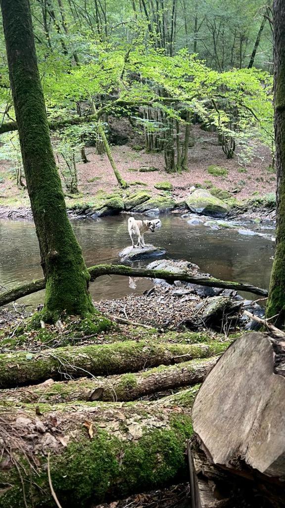 La Maison Attila En Ardennes Libin Dış mekan fotoğraf